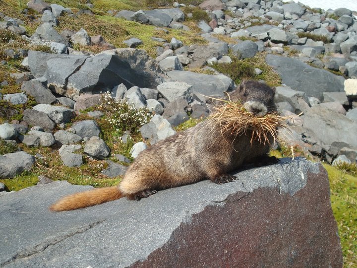 A Friendly Neighborhood Marmot