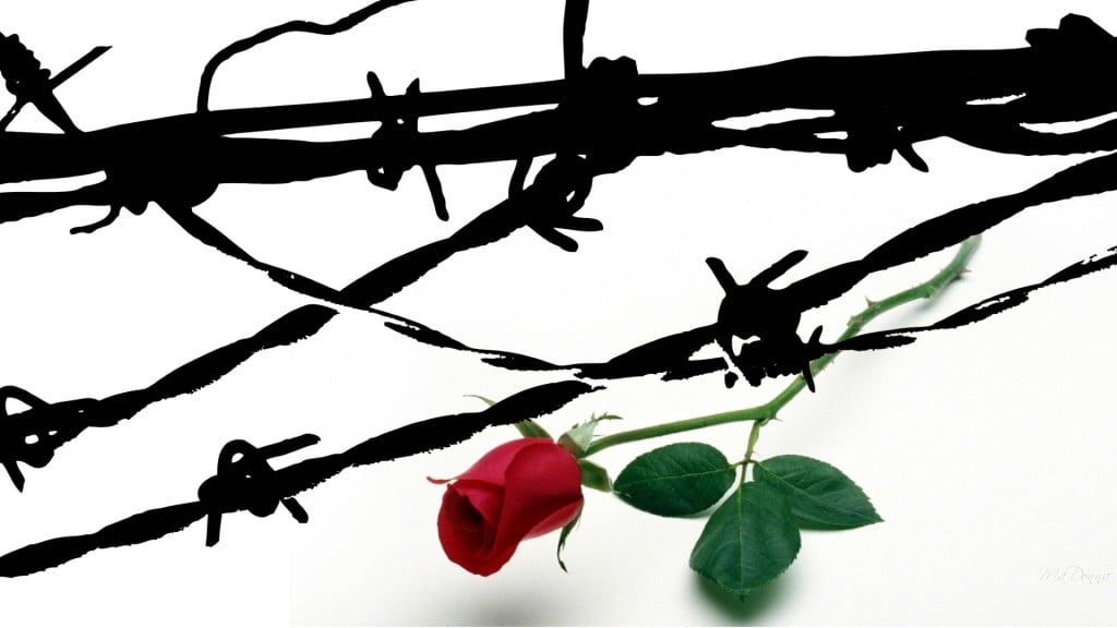 rose-barbed-wire-35540