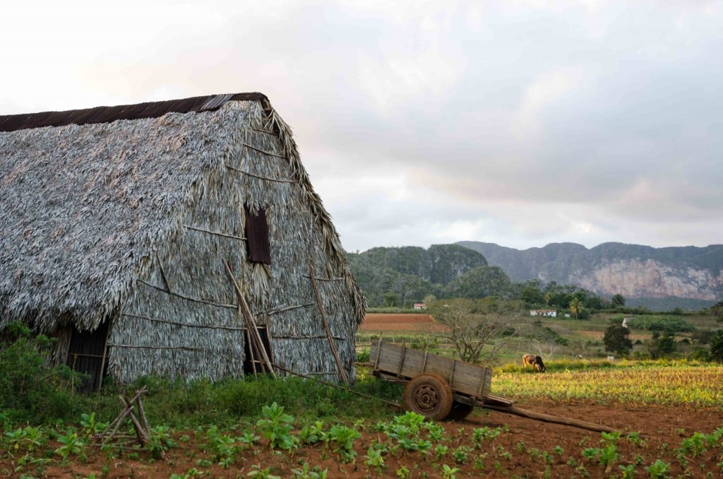 Tobacco Field and Drying Shed