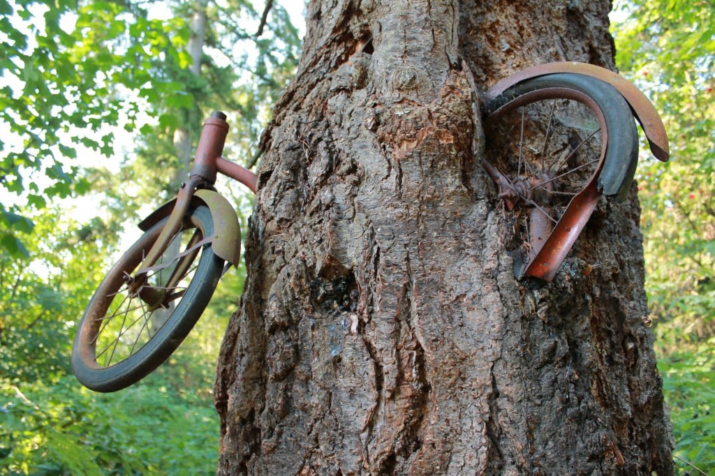 Bike in Tree on Vashon Island