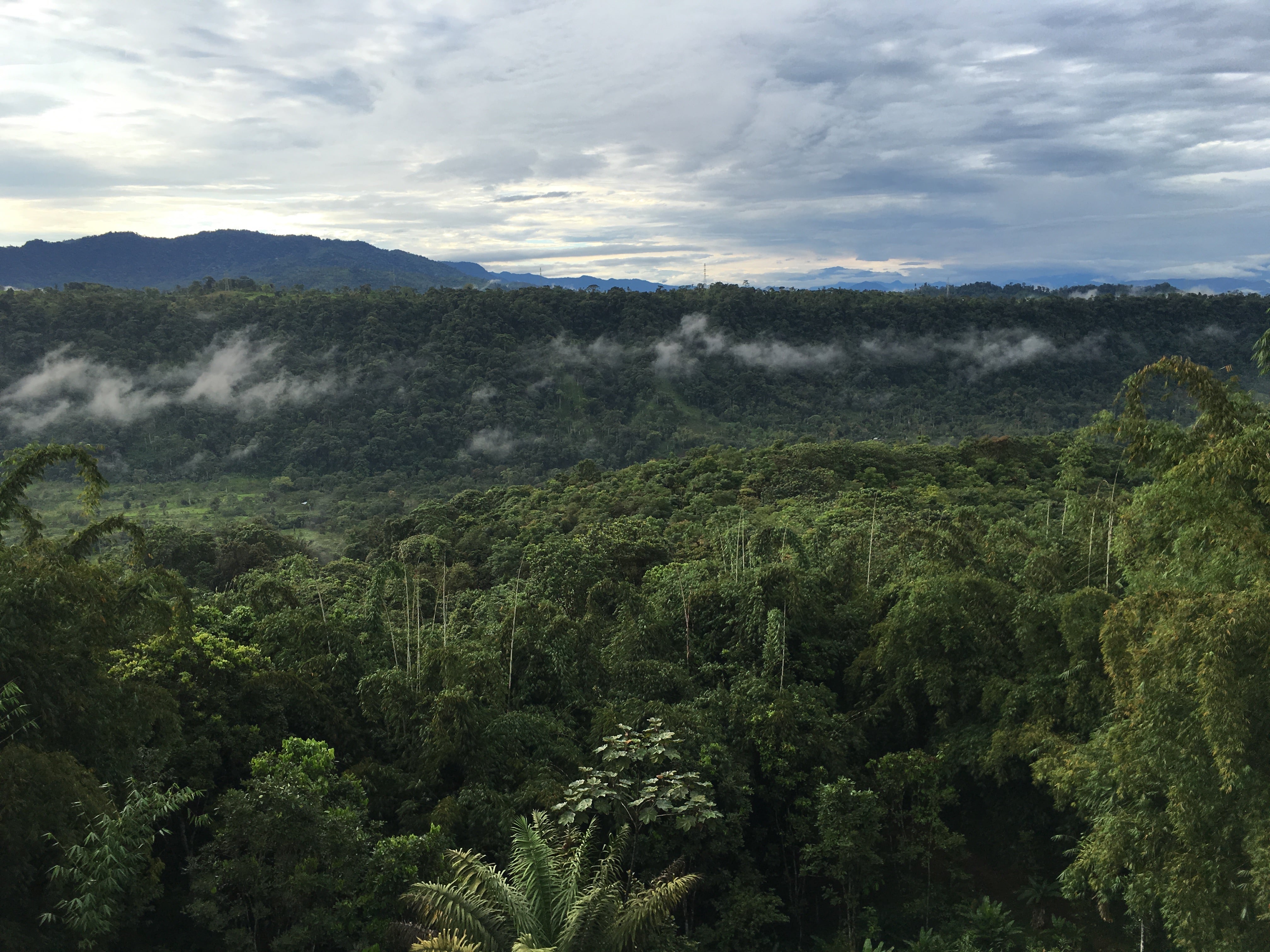 Sunrise Over a Cloud Forest